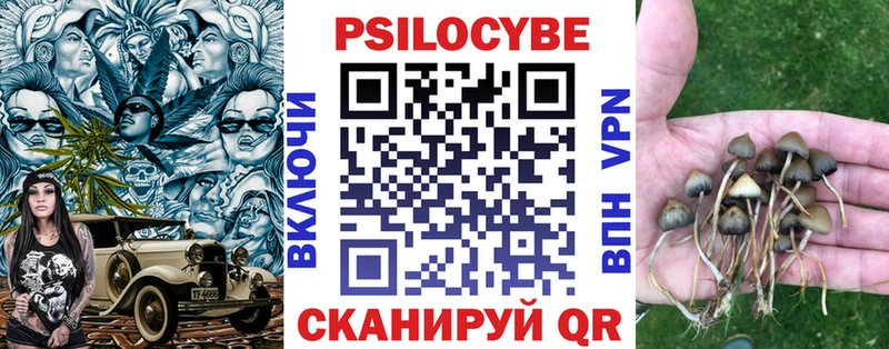 Купить Каргополь Галлюциногенные грибы Psilocybe